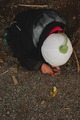 Allhelgona2012-010