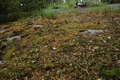 Midsommar2013-017