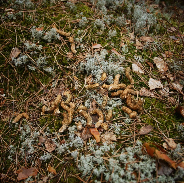 Vassaro_SSRS_2013-097