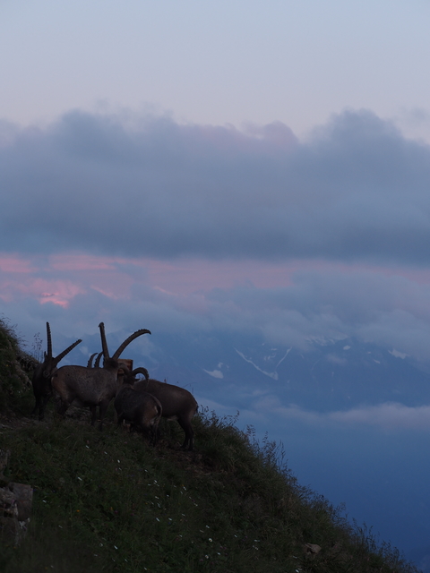 SwissVaccation_20140814-244