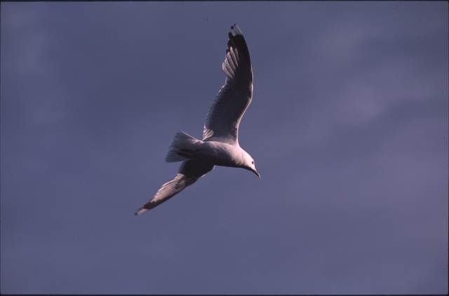 Vassaro2005-050