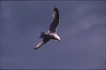 Vassaro2005-050
