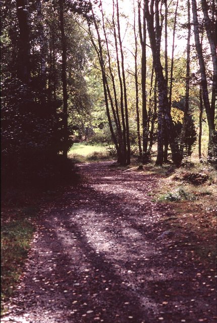 Autumn road