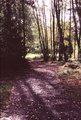 Autumn road