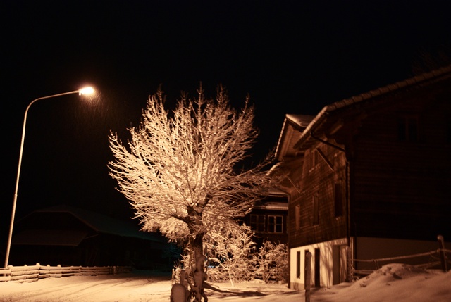Snow Covered Tree