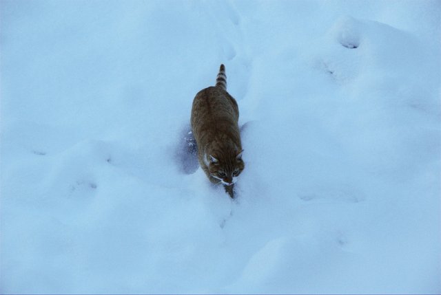 KISC Cat