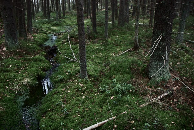 Stream in the woods nearby the bad guys