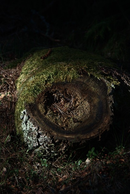 Root