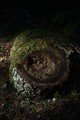 Root