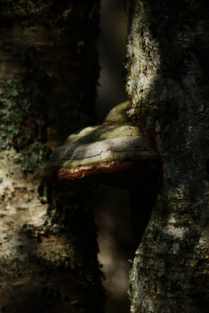 Mushroom, mushroom