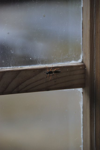 A bug