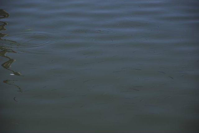 Fish kids