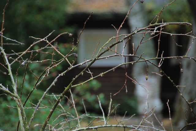 Thorn