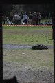 The car crash simulator