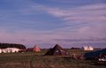 Flower Power ex. Military Tent