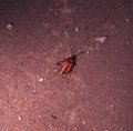 The bug