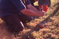 Squashing an apple