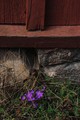 Spring flowers