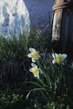 Flowers outside Lillgårn