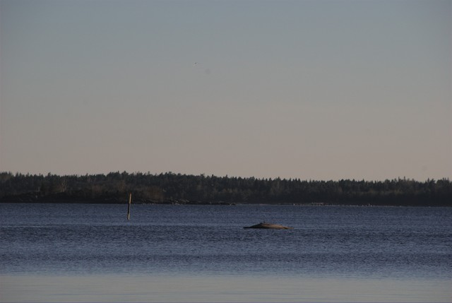 Low water level