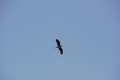 Heron