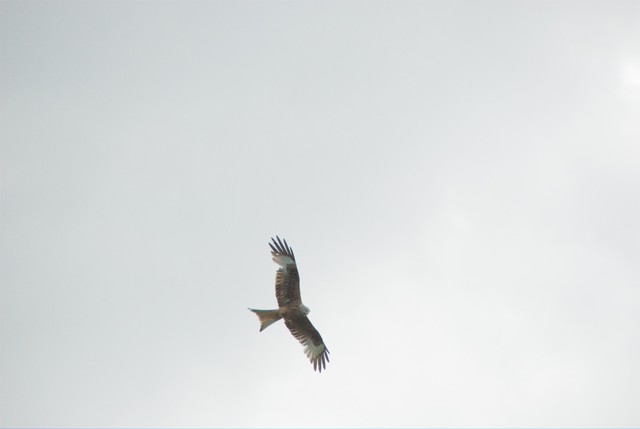 Bird of prey