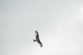 Bird of prey