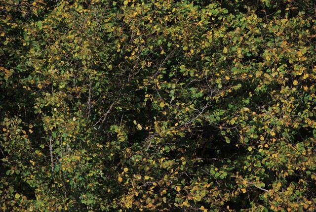 Autumn leaves