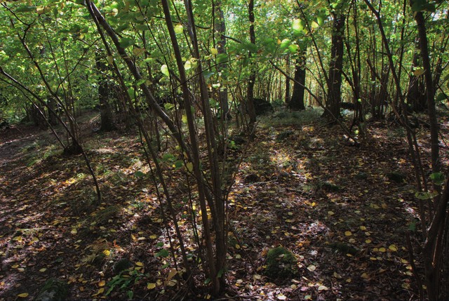 Autumn forrest