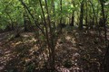 Autumn forrest
