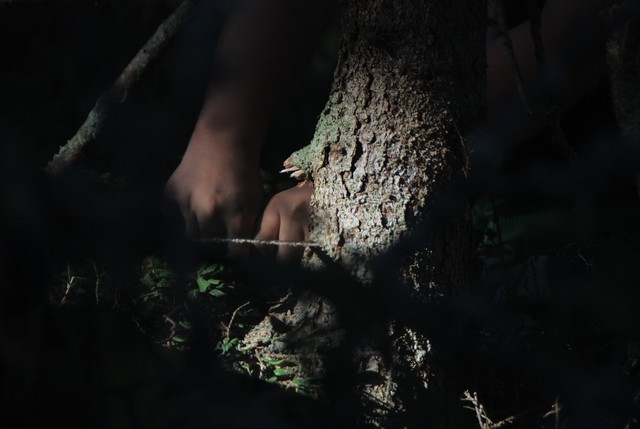 Woodcraft - cutting tree upclose