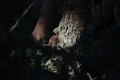 Woodcraft - cutting tree upclose