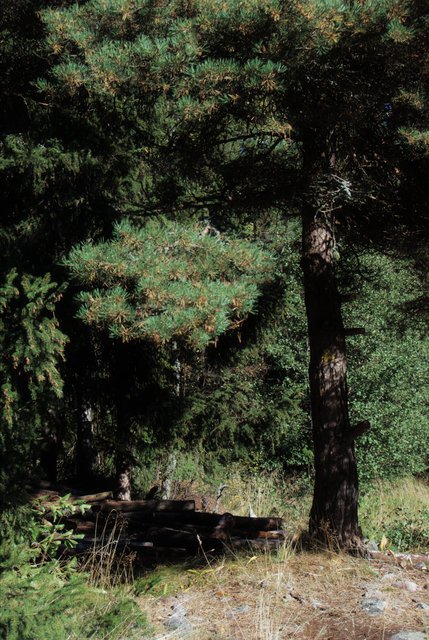 By the forrest