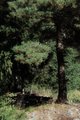 By the forrest