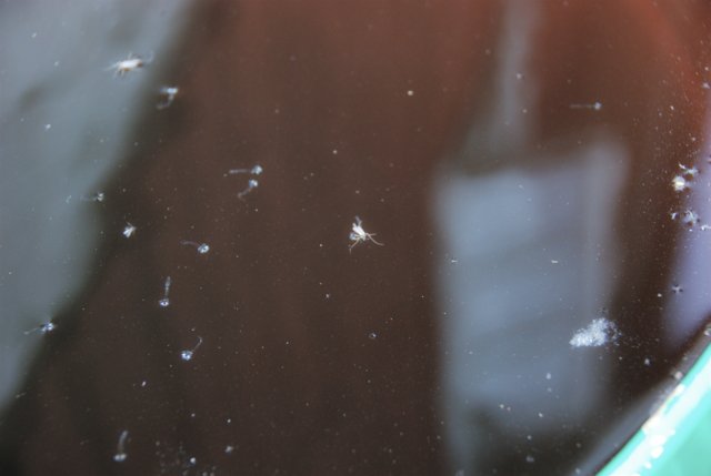 Mosquito larvae