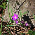 A sure spring sign