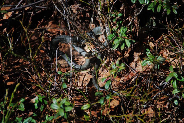 Spring is here, snakes are out
