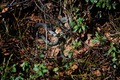 Spring is here, snakes are out