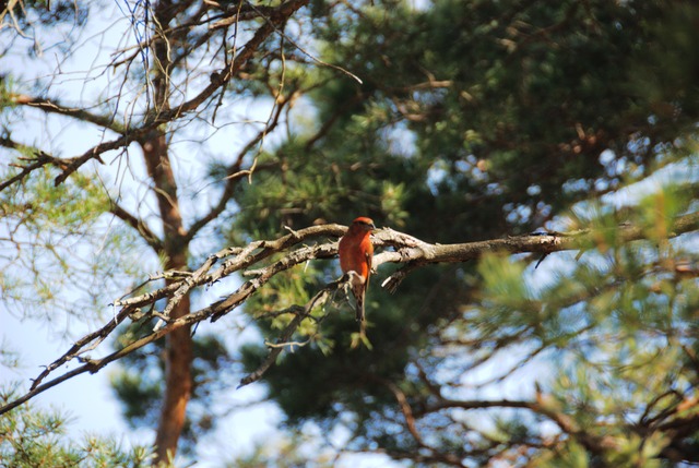 What bird is this?