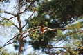 What bird is this?