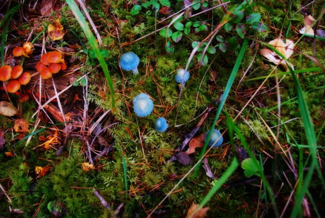 The blue mushroom photo