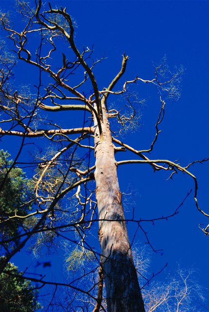 Wintertree
