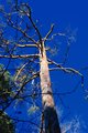 Wintertree