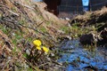Springflower