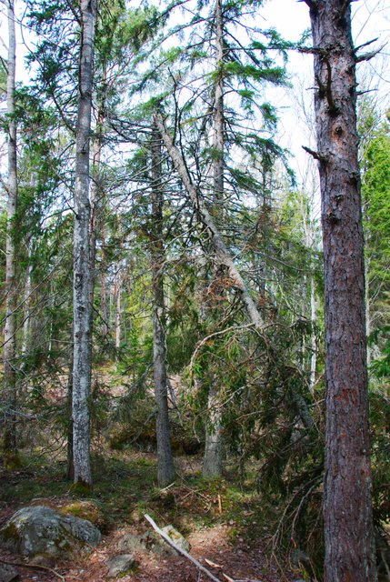 Forrest