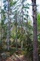 Forrest