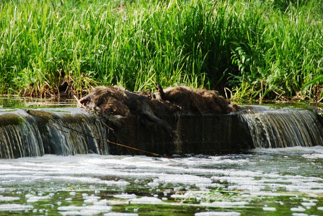 Dead wild pigs