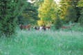 Cows