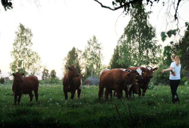 Talking with cows