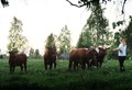 Talking with cows